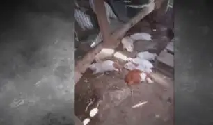Misterioso animal está matando mascotas de los vecinos de Ate