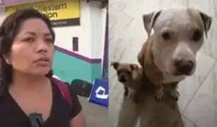 Pagan S/ 500 para trasladar a perrito de Lima a Piura y llega muerto: "En el contrato decía que usarían miniván"