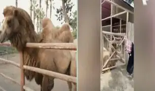 Sujeto se disfraza de "árabe" e irrumpe en la zona de camellos del Parque de las Leyendas