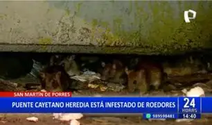 SMP: Denuncian que puente Cayetano Heredia está infestado de roedores