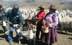 Heladas en Arequipa: entregarán kits veterinarios para atender 25 mil llamas y alpacas