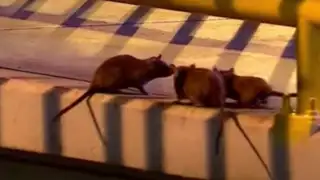 SMP: inician trabajos para combatir plaga de ratas en puente Cayetano Heredia