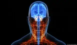 Nuevos estudios revelan que el cerebro humano es cada vez más grande: ¿se acabó la demencia?
