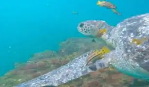 ¡Impresionante! Tortugas verdes son captadas interactuando con cuatro especies de peces