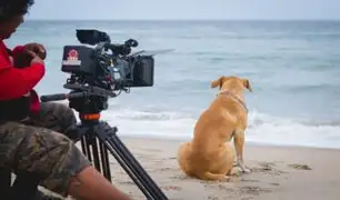 'Vaguito': película de perrito llevó más de 100 mil espectadores en sus primeros días de estreno
