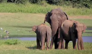 Elefantes asiáticos lloran y entierran a sus crías con un ritual funerario, revela estudio