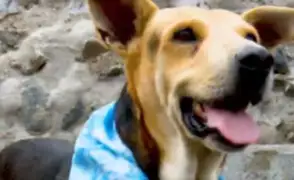 El verdadero “Vaguito”: Revelan historia del perrito que inspiró la exitosa película nacional