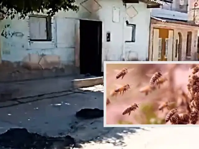 Anciana muere tras ataque de abejas cuando limpiaba su casa por Semana Santa
