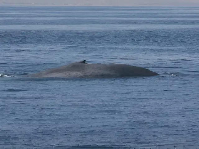 Ballena azul en Punta Sal: todo lo que se sabe de este inusual avistamiento