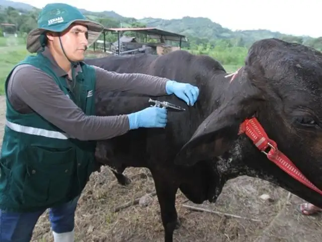 Rabia: resguardan ganadería familiar con vacunación de más de 260 mil animales