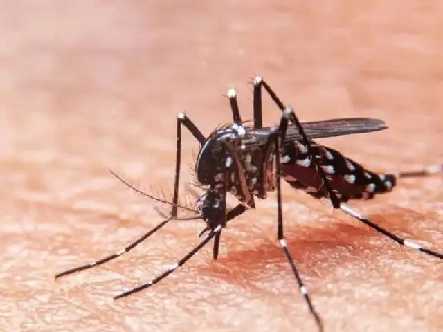 Minsa: Perú registra 117 fallecimientos por dengue en lo que va del año