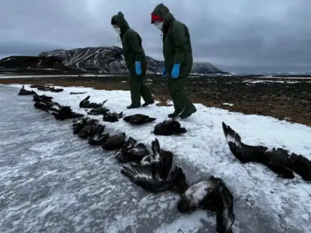 ¿Qué sucede en la Antártida? científicos investigan muerte de más de 530 pingüinos