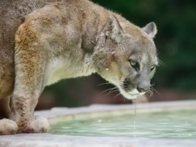 Un puma en Ate: vecinos denuncian que gran felino anda suelto desde hace meses y está matando a sus animales