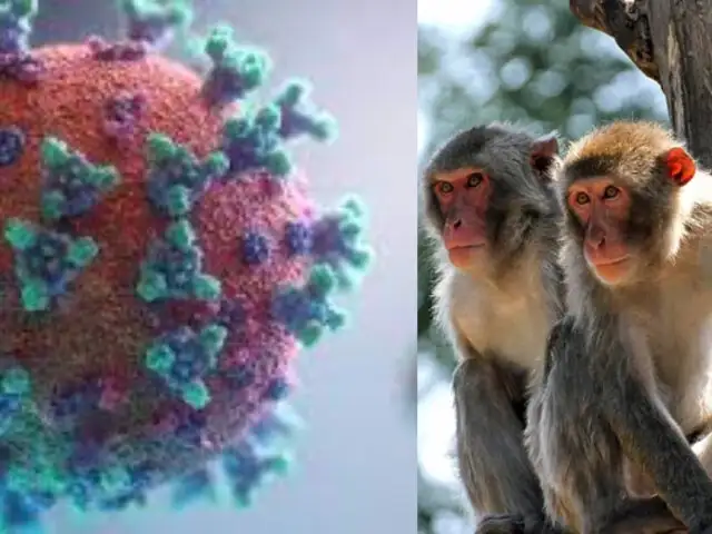 ¡Alerta! China detecta el primer caso de Virus B en un ser humano