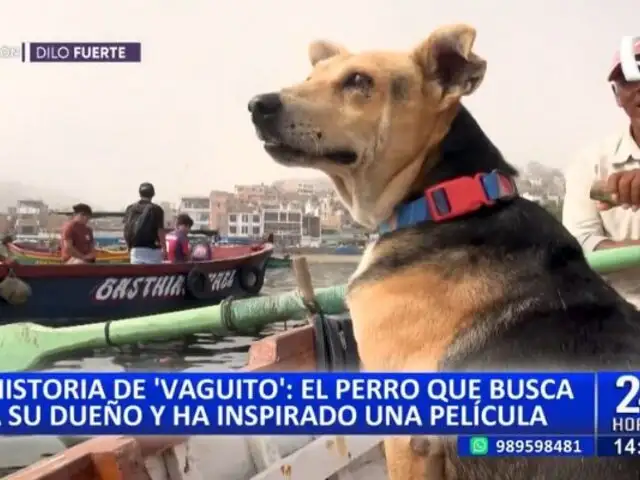 La conmovedora historia de "Vaguito": El perrito que busca a su dueño y ha inspirado una película