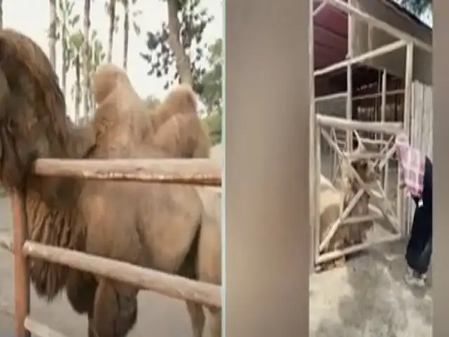 Sujeto se disfraza de "árabe" e irrumpe en la zona de camellos del Parque de las Leyendas