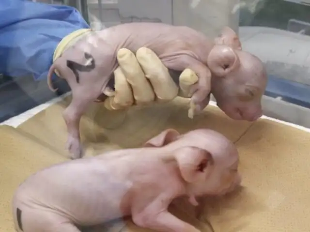 Controversial: crean cerdos con órganos aptos para trasplantes humanos debido a la escasez de donantes