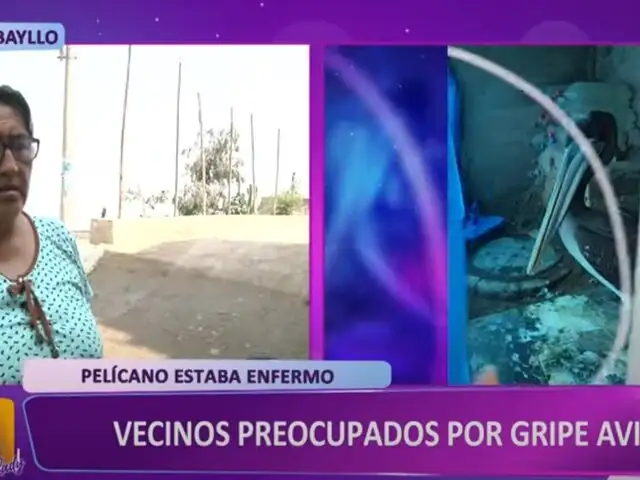 Carabayllo: vecinos rescatan a pelícano enfermo y ahora sospechan tener gripe aviar