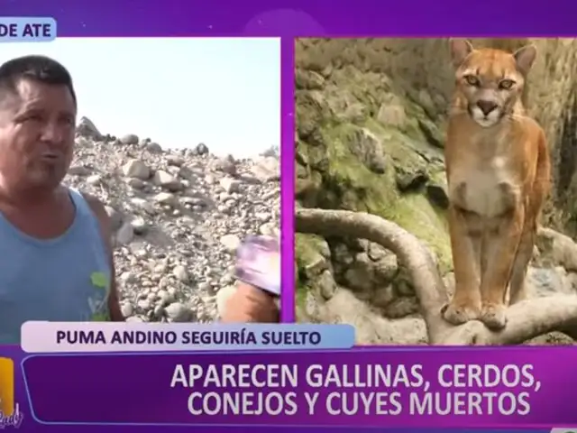 Vecinos de ATE denuncian que sus animales siguen muriendo a causa de puma andino