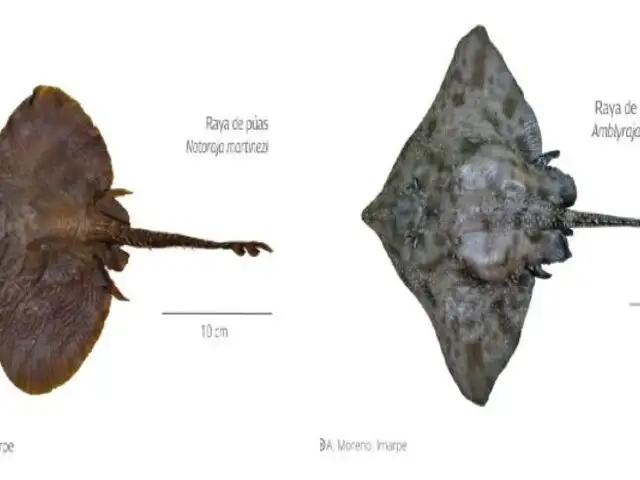 ¡Increíble! Descubren dos nuevas especies de rayas en el mar peruano