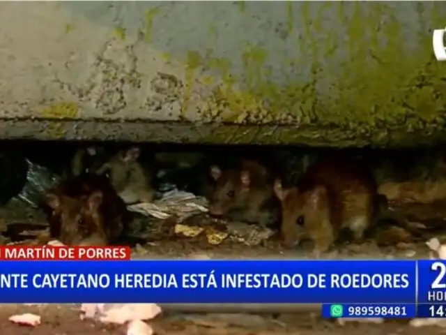 SMP: Denuncian que puente Cayetano Heredia está infestado de roedores