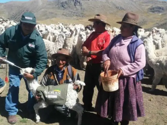 Heladas en Arequipa: entregarán kits veterinarios para atender 25 mil llamas y alpacas