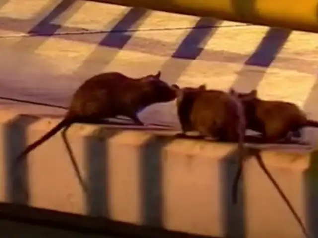 SMP: inician trabajos para combatir plaga de ratas en puente Cayetano Heredia