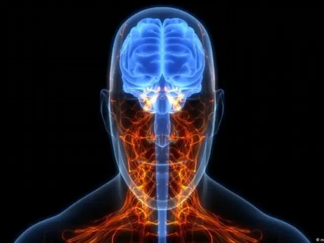 Nuevos estudios revelan que el cerebro humano es cada vez más grande: ¿se acabó la demencia?
