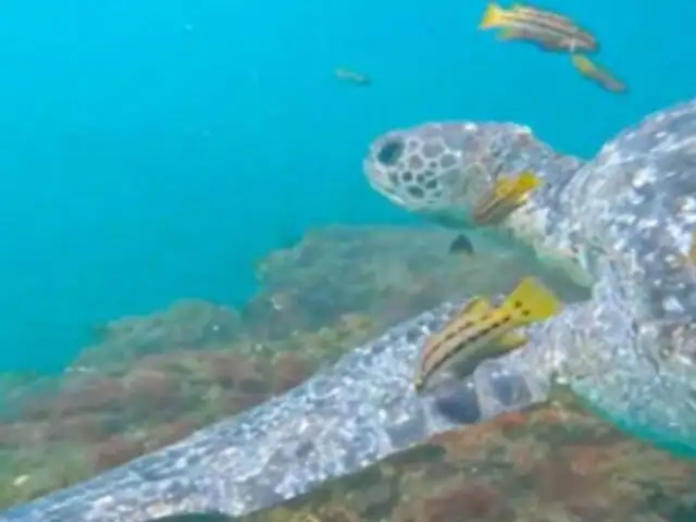 ¡Impresionante! Tortugas verdes son captadas interactuando con cuatro especies de peces