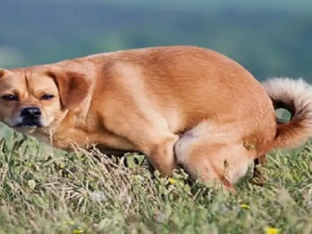 ¿Por qué mi perro me mira fijamente cuando defeca?