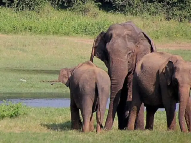 Elefantes asiáticos lloran y entierran a sus crías con un ritual funerario, revela estudio