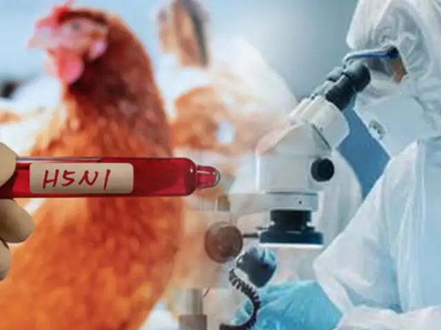 Gripe aviar: OMS confirma el primer caso humano de contagio en Australia