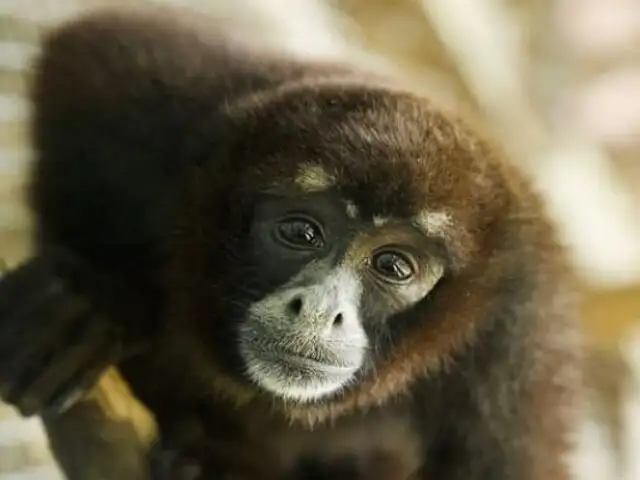 Mono choro de cola amarilla: la especie peruana que se creía extinta hasta 1974