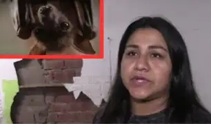 Madre de familia destruye su casa a combazos por miedo a ataque de murciélago en VMT
