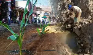 Protestan sembrando plantas de yuca y plátanos en obras paralizadas en Satipo