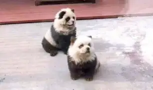 Denuncian crueldad animal: Zoológico chino reconoce que pinta perros para hacerlos parecer pandas