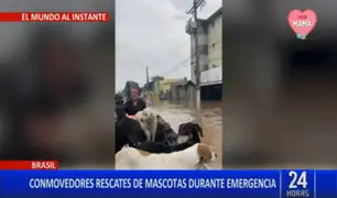 Mascotas son rescatadas en medio de las inundaciones que se viven en Brasil