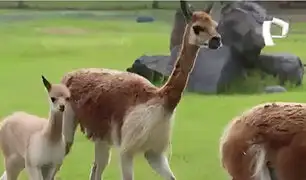 Amor maternal en Parque de las Leyendas: ¿Sabías que las mamás vicuñas son “celosas”?