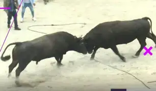 ¿Tradición o maltrato animal?: Así son las peleas de toros en Piura