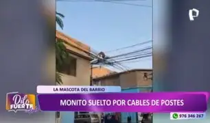 SJL: Captan a monito caminando sobre cables de postes