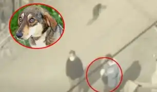 ¡Indignante! Envenenan a cinco perritos para presuntamente robar en Chorrillos