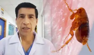¡Atención padres de familia!: ¿Qué enfermedades pueden causar las pulgas en los niños?