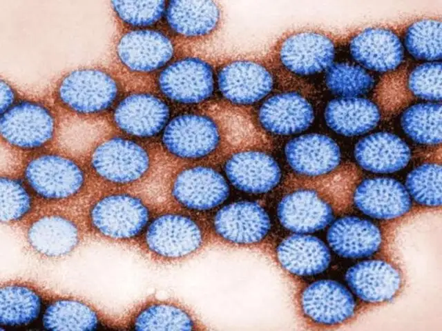 Rotavirus: ¿Cuál es la población con más riesgo de contagiarse?