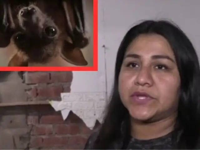Madre de familia destruye su casa a combazos por miedo a ataque de murciélago en VMT