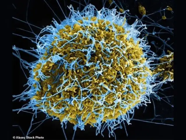 China habría creado virus letal con componentes del ébola que mató a grupo de hámsters