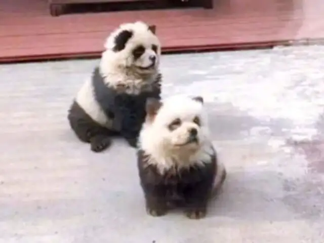 Denuncian crueldad animal: Zoológico chino reconoce que pinta perros para hacerlos parecer pandas