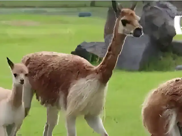 Amor maternal en Parque de las Leyendas: ¿Sabías que las mamás vicuñas son “celosas”?