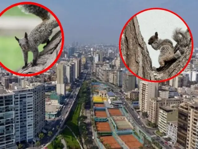 ¿Por qué hay tantas ardillas en Lima?: Conozca cómo llegaron a la capital y qué tan inofensivas son