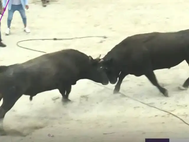 ¿Tradición o maltrato animal?: Así son las peleas de toros en Piura