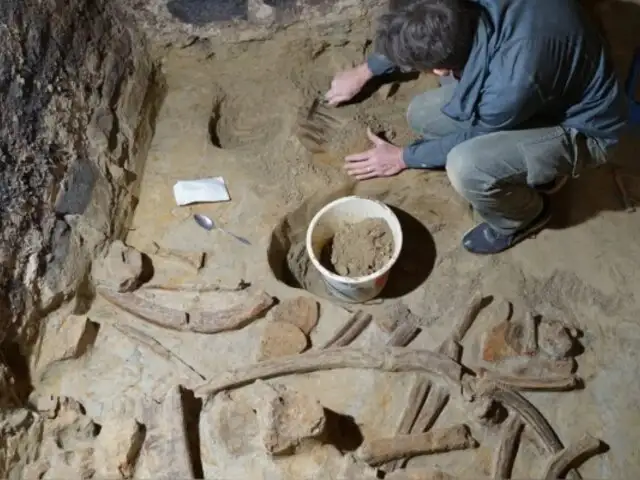 ¡Inesperado! Vinicultor descubre en su bodega un mamut de 40 mil años de antigüedad